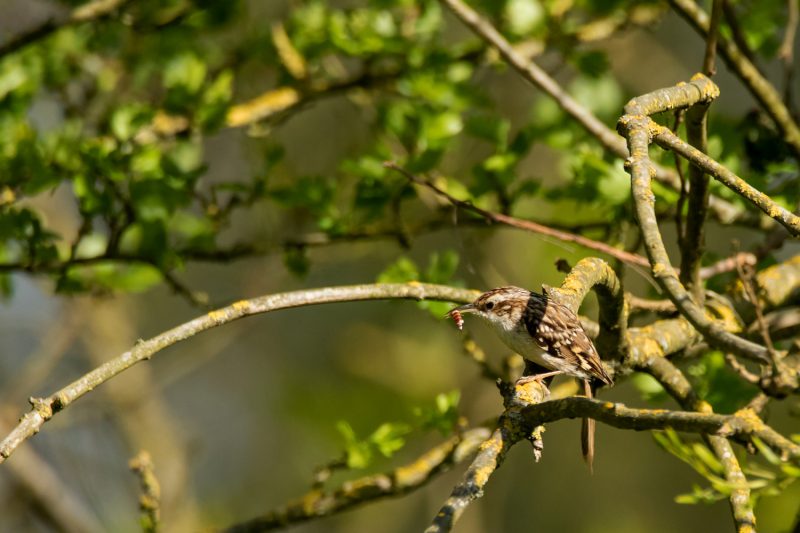 Grimpereau des jardins avec un insecte